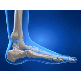 Anatomy Of The Ankle